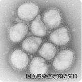 インフルエンザウイルス